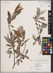 Foto von Salix daphnoides Vill. x Salix eleagnos Scop.